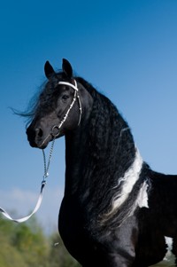 ALLARD BP21- BAROCK PINTO STALLION